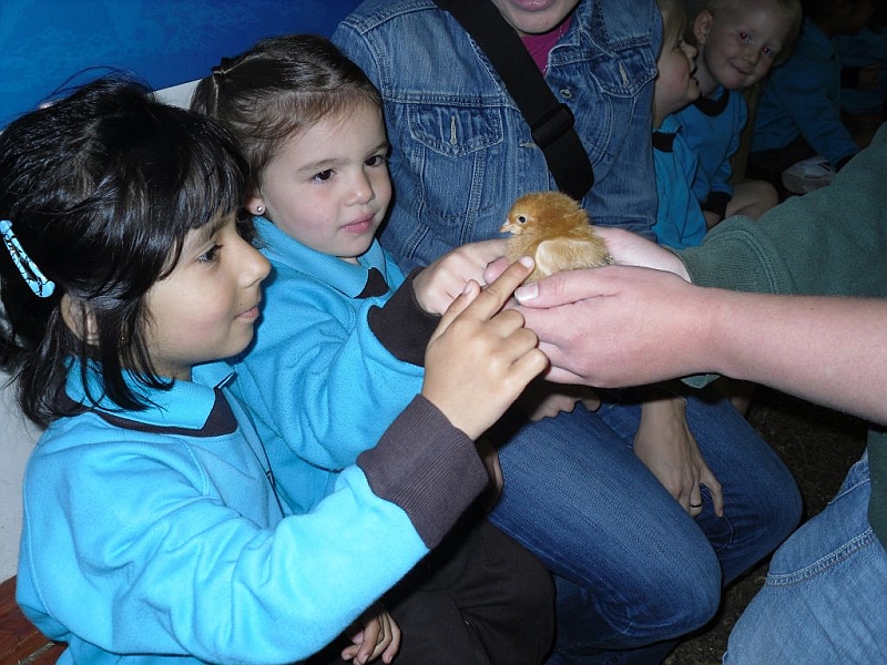 chicks21 026.jpg